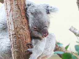 Tiergarten Schönbrunn am 12.03.2025